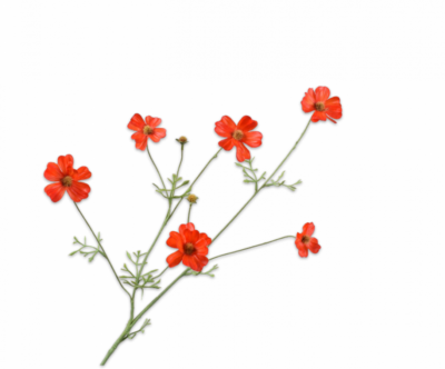 Cosmos tak oranje/rood 77 cm Silk-ka Real touch