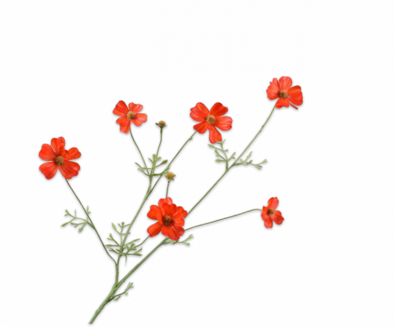 Cosmos tak oranje/rood 77 cm Silk-ka Real touch