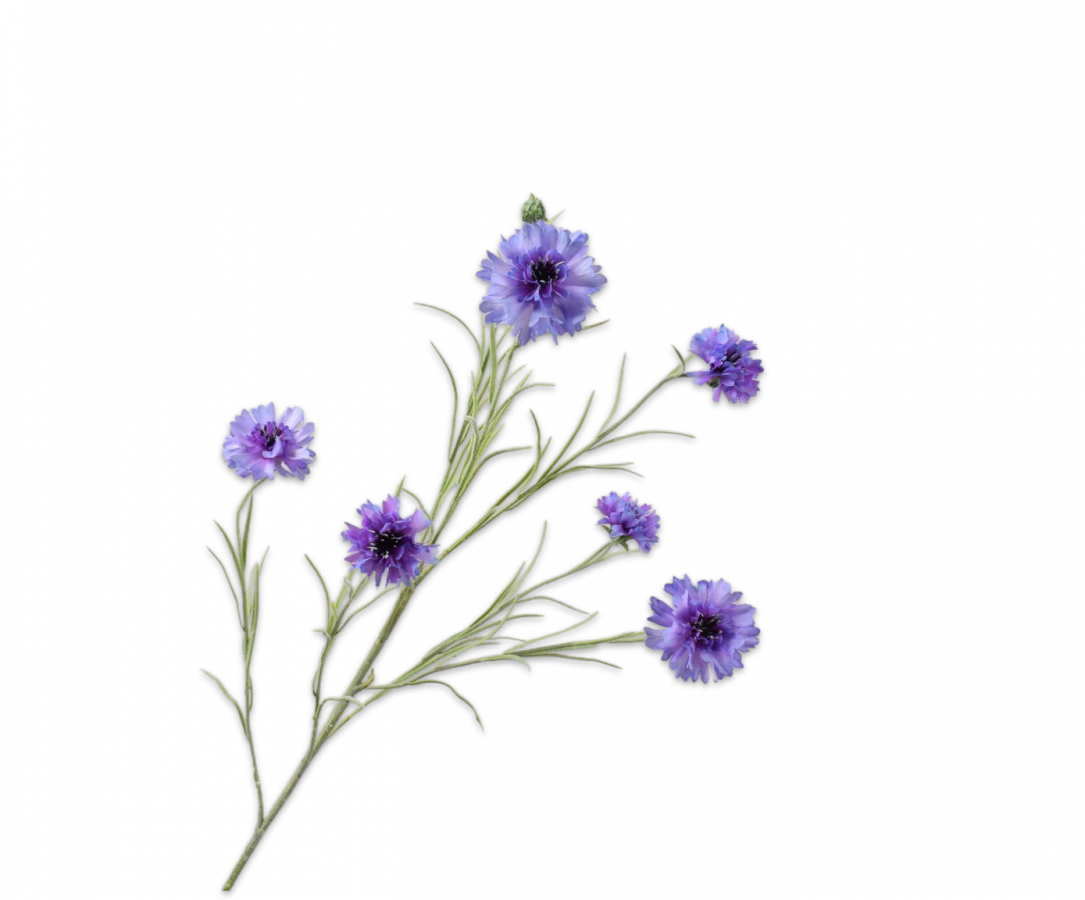 korenbloem silkka
