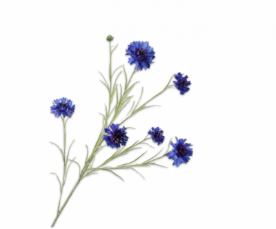 korenbloem silk-ka