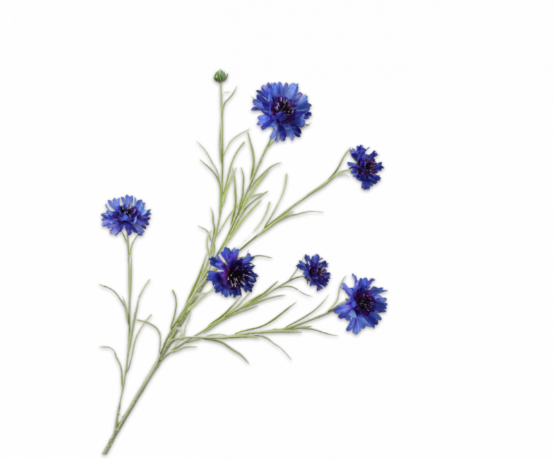 korenbloem silk-ka