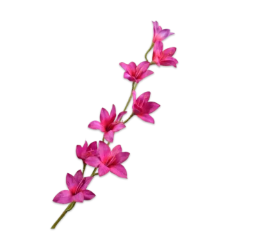 gladiool roze