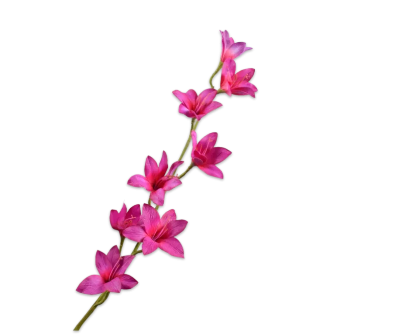 gladiool roze