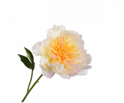 pioen creme