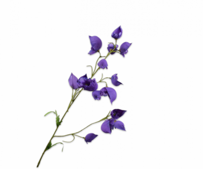 delphinium paars