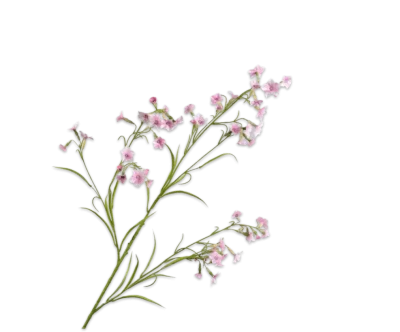 nicotiana silkka