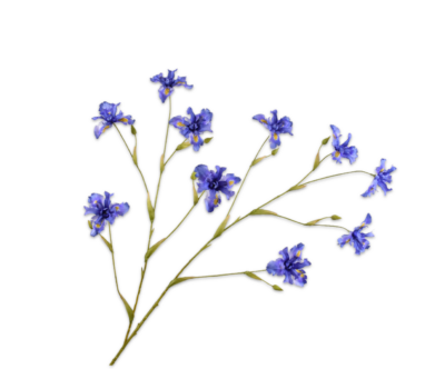 zijden iris