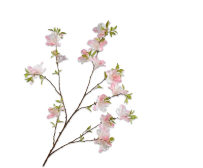 rhododendron tak silk-ka