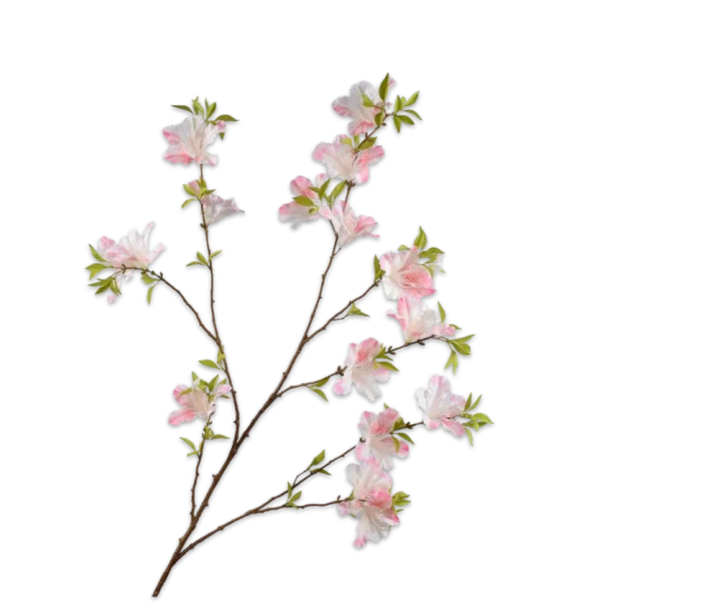 rhododendron tak silk-ka