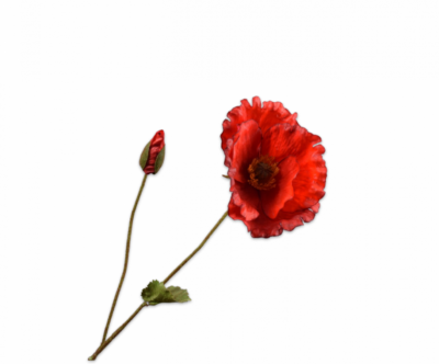 klaproos rood