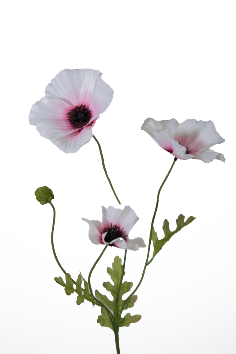 Klaproosje wit roze - H63 cm