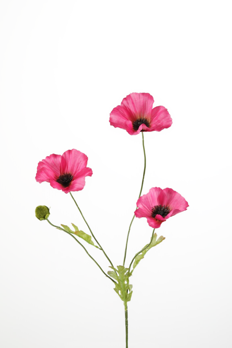Klaproosje fuchsia - H63 cm