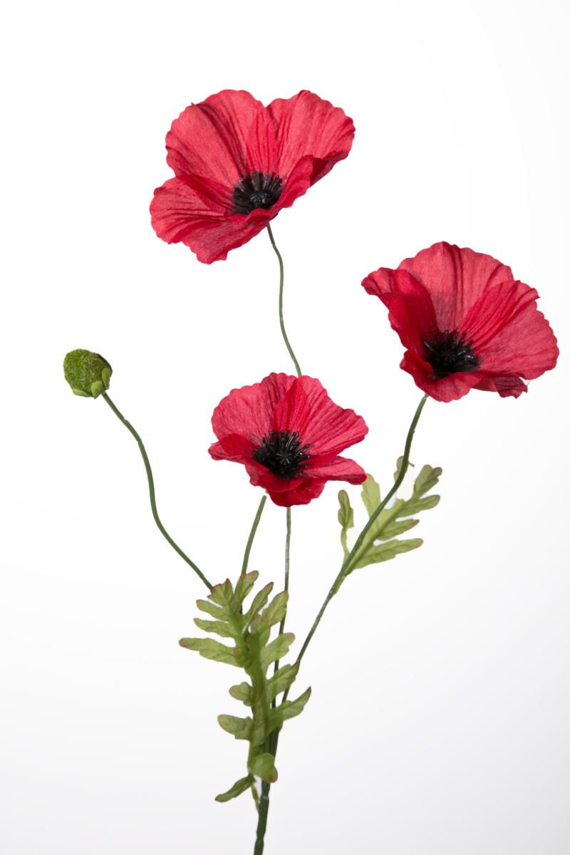 Klaproosje rood - H63 cm
