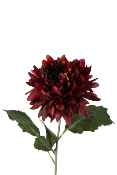 Dahlia groot