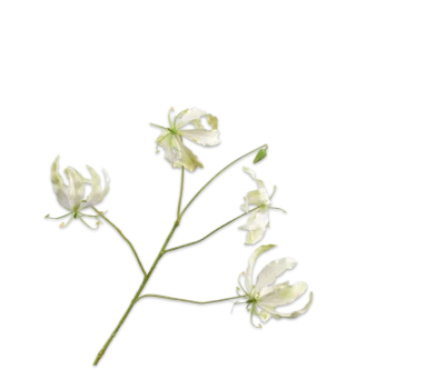 gloriosa silk-ka