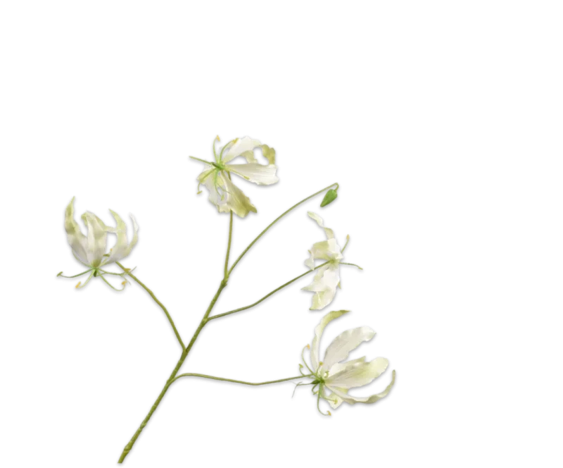 gloriosa silk-ka