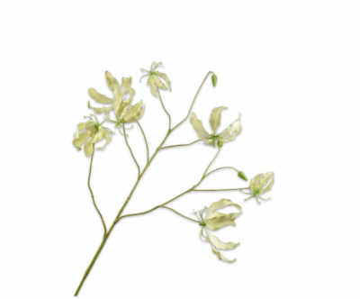gloriosa silk-ka