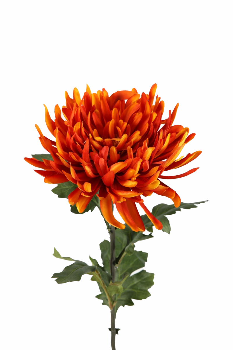 Bolchrysant oranje 64 cm colours green