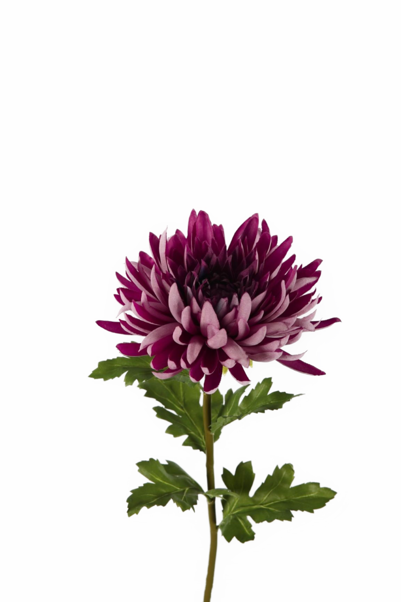 Chrysanthemum paars lila 64 cm