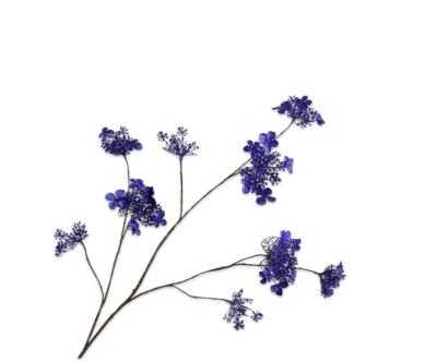 Hortensia blauw