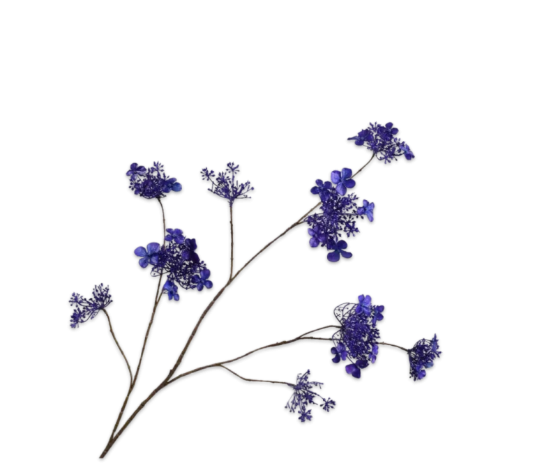 Hortensia blauw