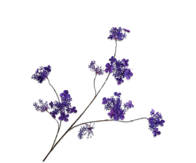 Hortensia paars