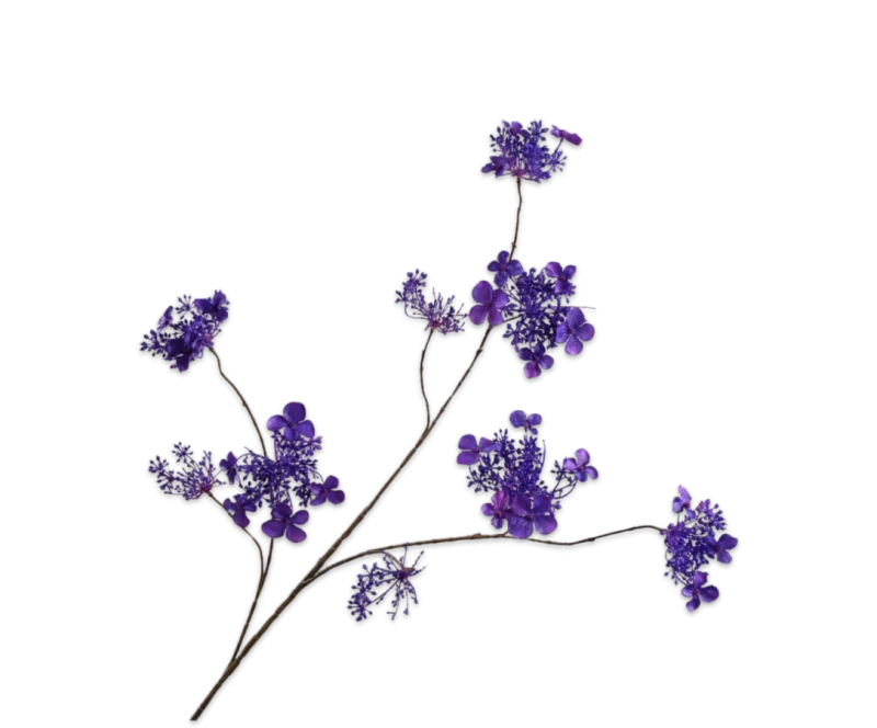 Hortensia paars