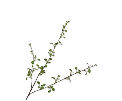 Bladtak groen - Silk-ka - H86 cm