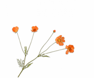 Cosmos licht oranje Silk-ka Real Touch - H92 cm