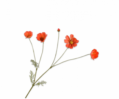 Cosmos donker oranje Silk-ka Real Touch - H92 cm