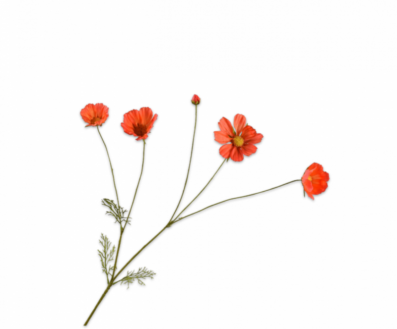 Cosmos donker oranje Silk-ka Real Touch - H92 cm