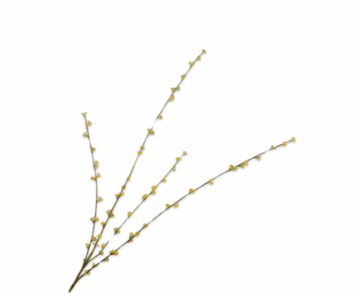 Spirea tak geel Silk-ka - H121 cm