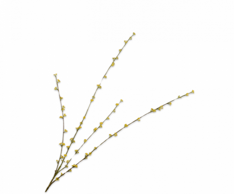 Spirea tak geel Silk-ka - H121 cm