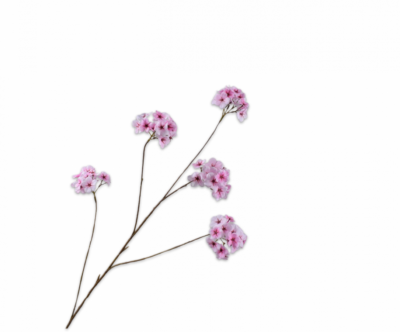 Bloesem roze Silk-ka - H110 cm