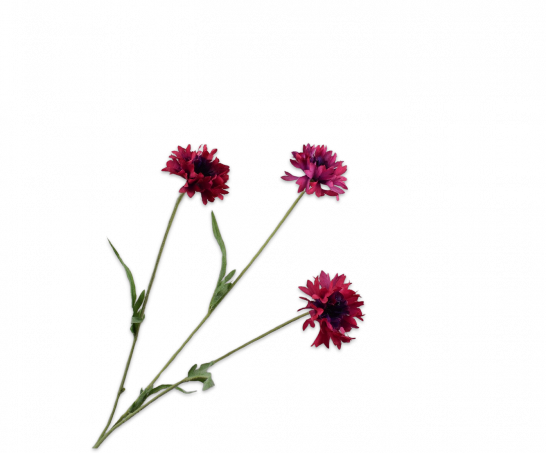 Korenbloem fuchsia Silk-ka - H69 cm