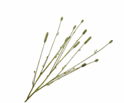 Pimpernel tak groen Silk-ka - H84 cm