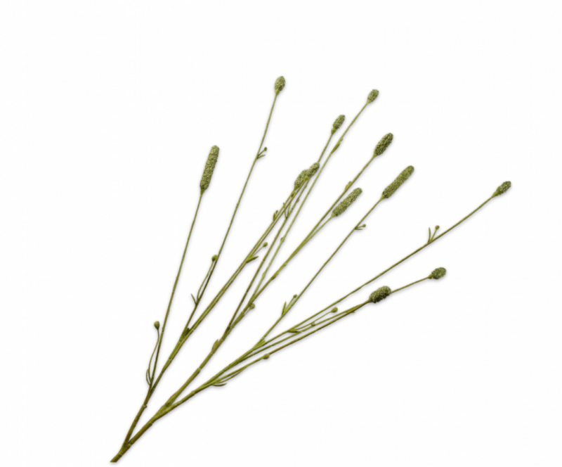 Pimpernel tak groen Silk-ka - H84 cm