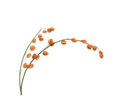 klokjes bloem