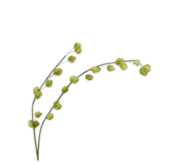 physalis tak