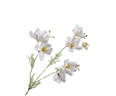 cosmos tak wit