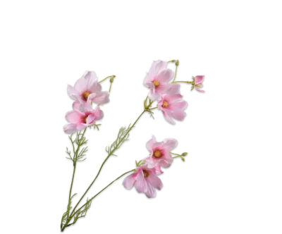 cosmos roze