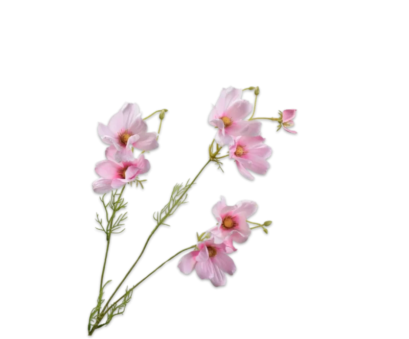 cosmos roze