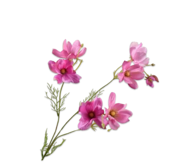 Cosmos tak roze - Silk-ka - H56 cm