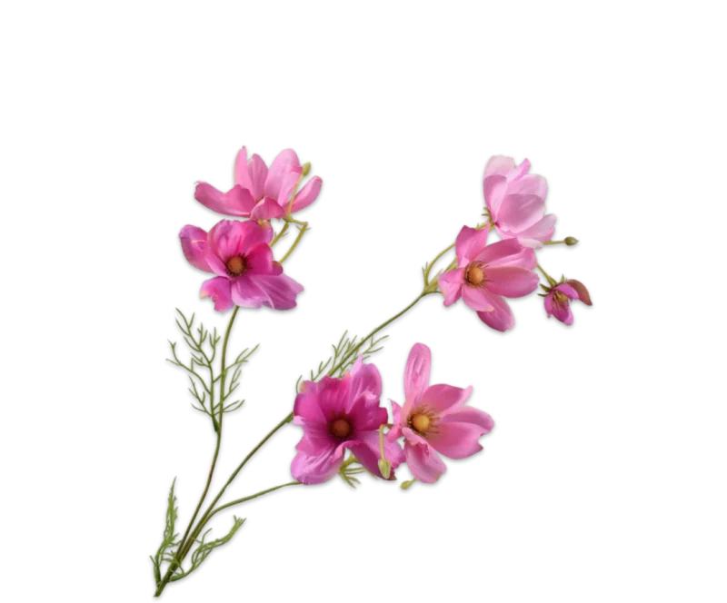 Cosmos tak roze - Silk-ka - H56 cm