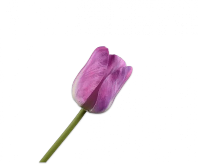 Paarse tulp - Silk-ka - H64 cm