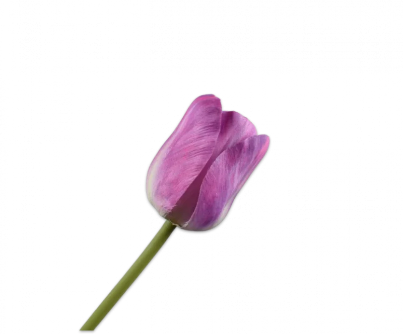 Paarse tulp - Silk-ka - H64 cm