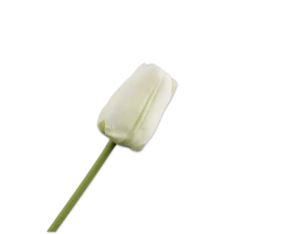 Witte tulp - Silk-ka - H64 cm