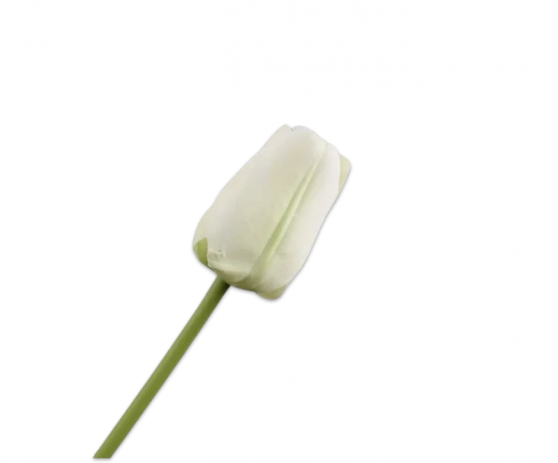 Witte tulp - Silk-ka - H64 cm