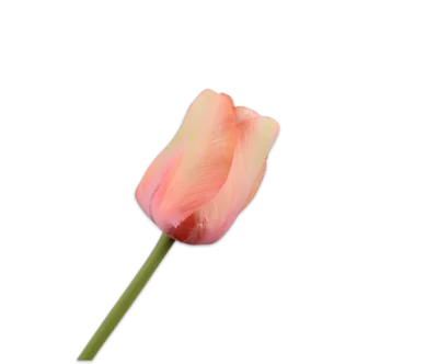Perzik tulp - Silk-ka - H64 cm