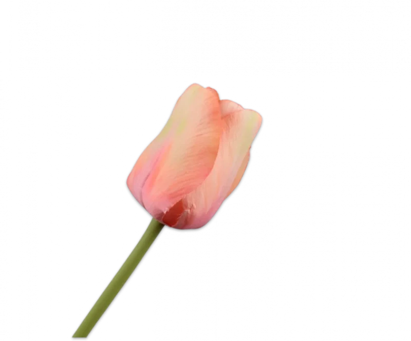 Perzik tulp - Silk-ka - H64 cm